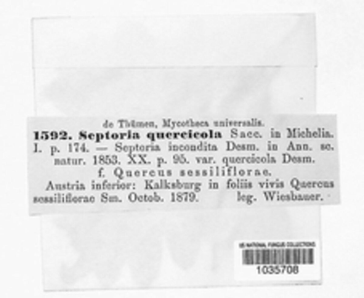 Sphaerulina quercicola image